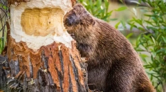 Csodálatos tények a pethersről